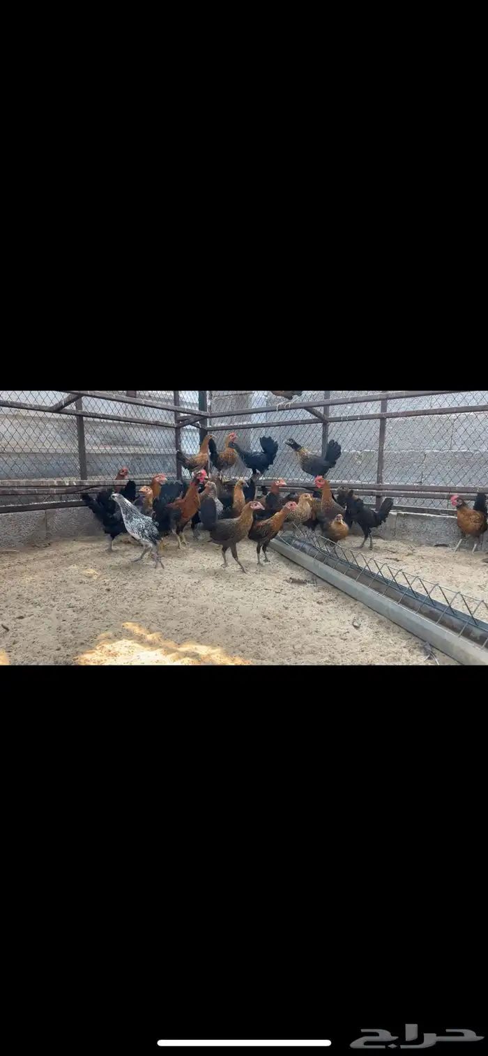 دجاج فيومي ذهبي 0