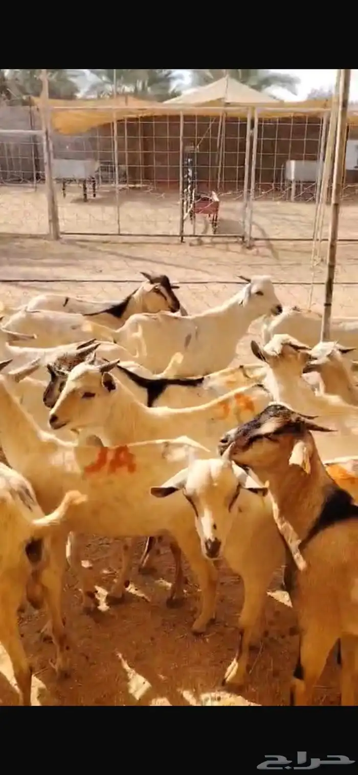 تيوس بالجملة حلال نظيف ونخب أول 1