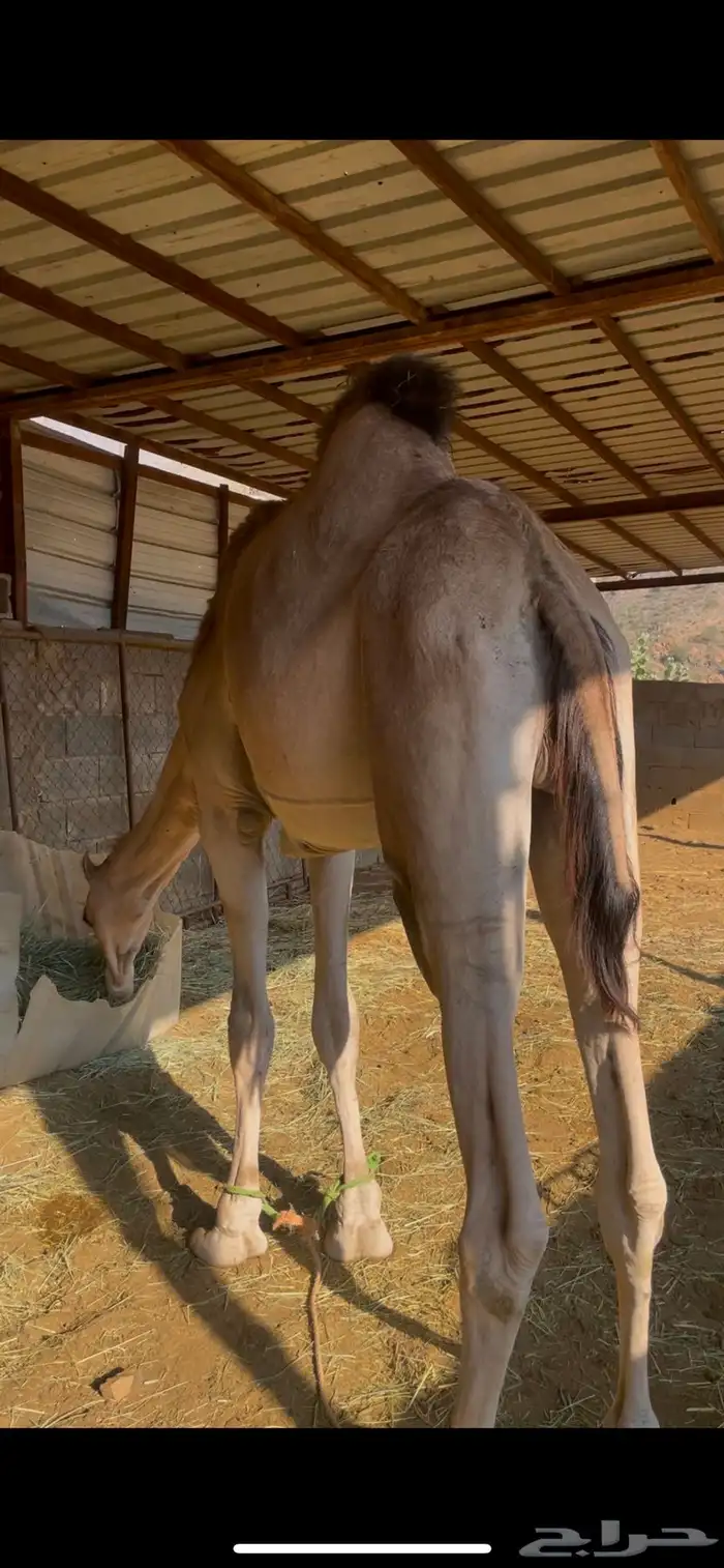 للبيع فرد اركي كايف 0