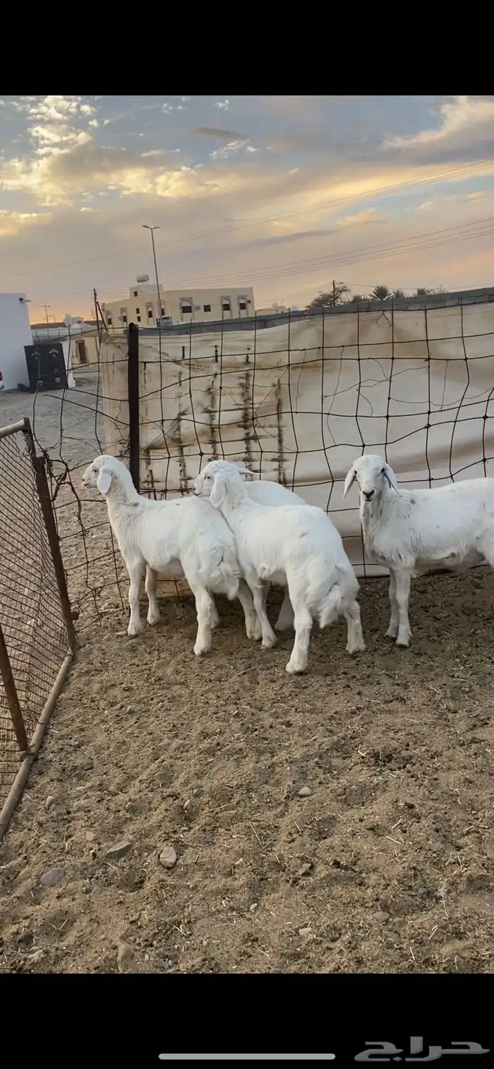 طليان ((تم البيع ) 3