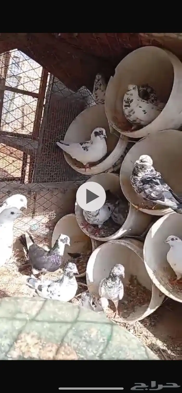 للبيع حمام هندي ونوع ماعرفه 2