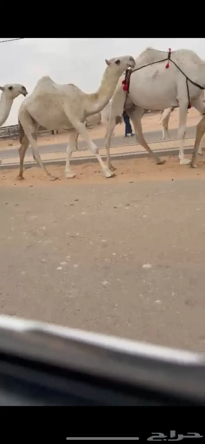 بكار حقايق رمانيات كفوو ونضاف 1