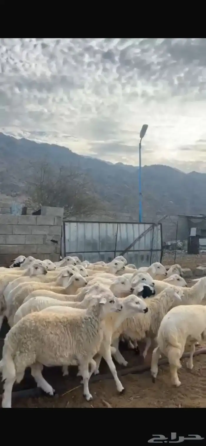 خرفان حريات طيبات 3