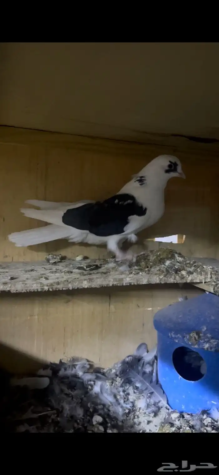 حمام قطيفي للبيع 0