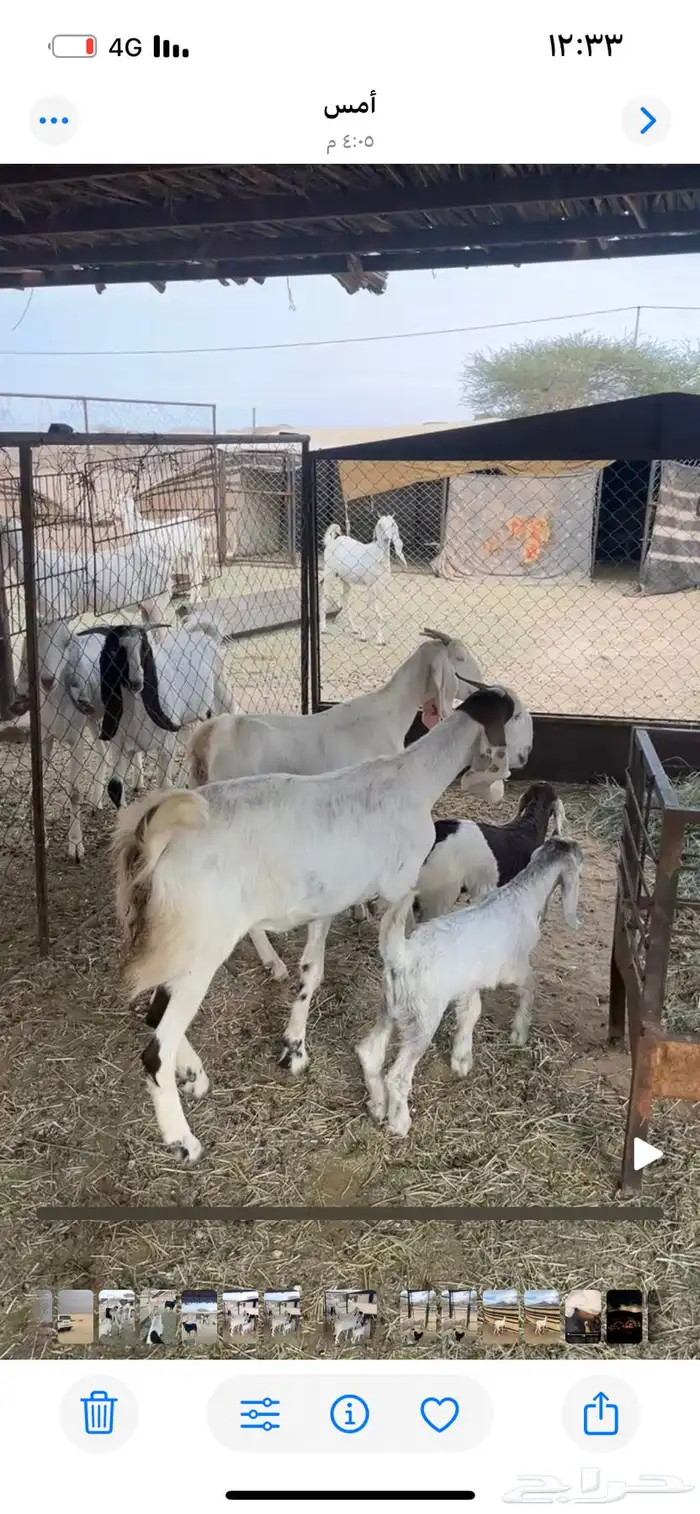 عنزاين هولندايه 1