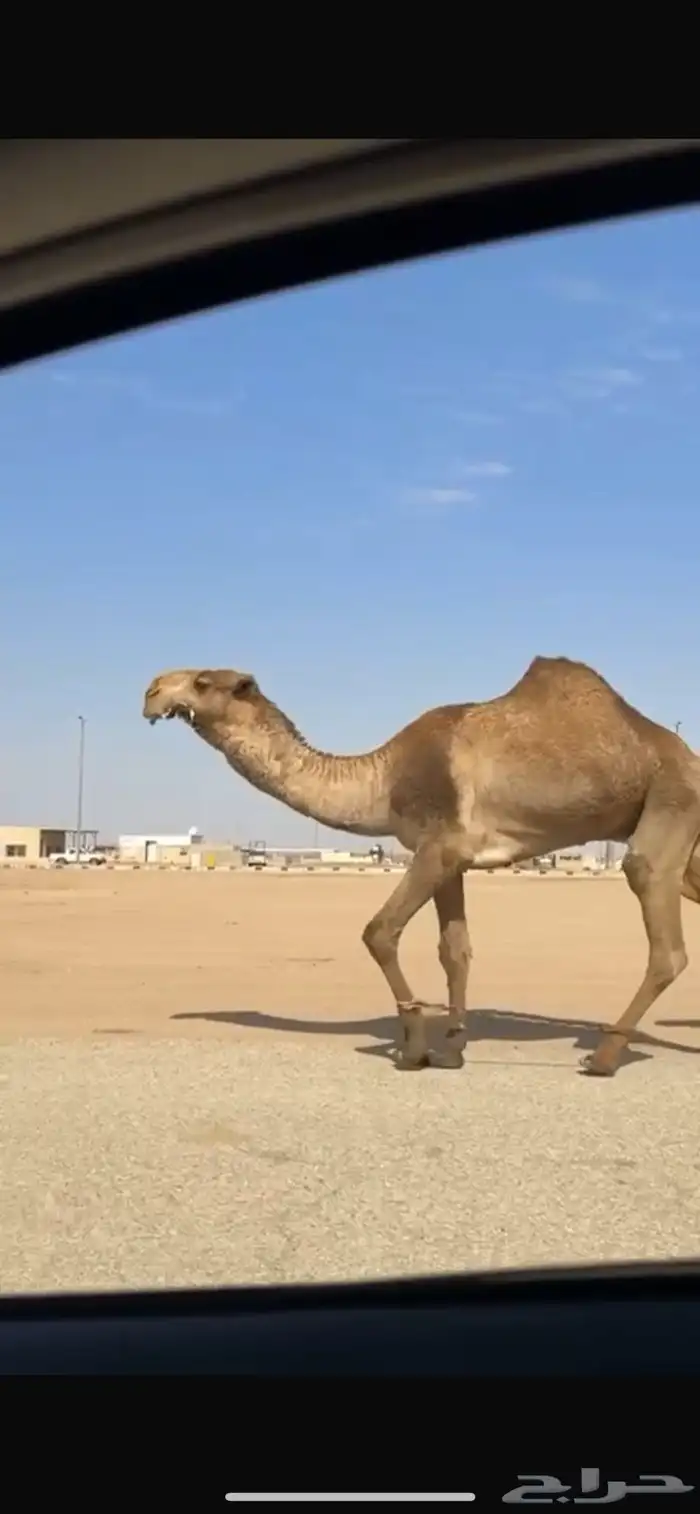 للبيع قعود اصفر ثني 1