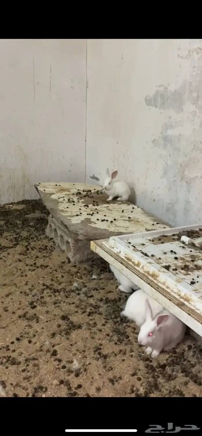 أرانب فرنسي للبيع 1