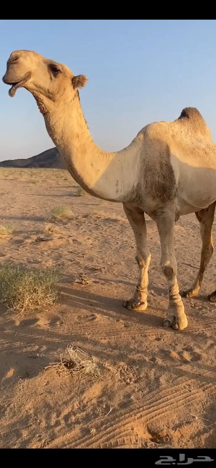 بعير تمامي 2