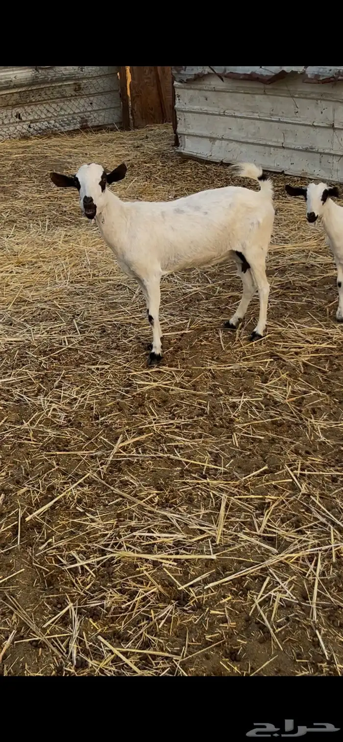 معزا متابيع ودفيع 5