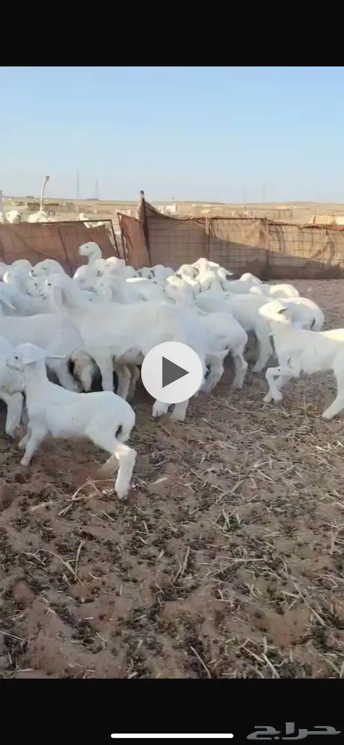 للبيع ضان حرش مراح واحد العدد51 تحتها 50 0