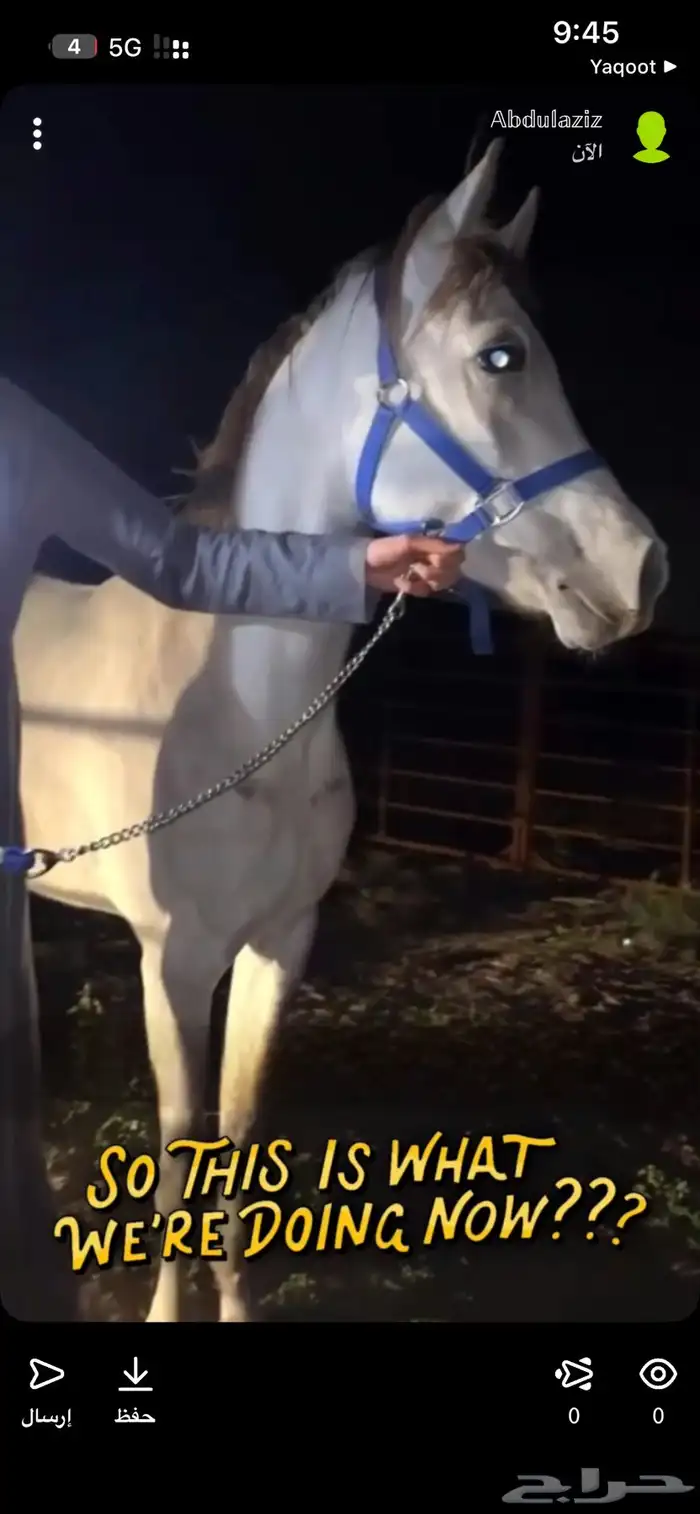 حصان شعبي للبيع 4