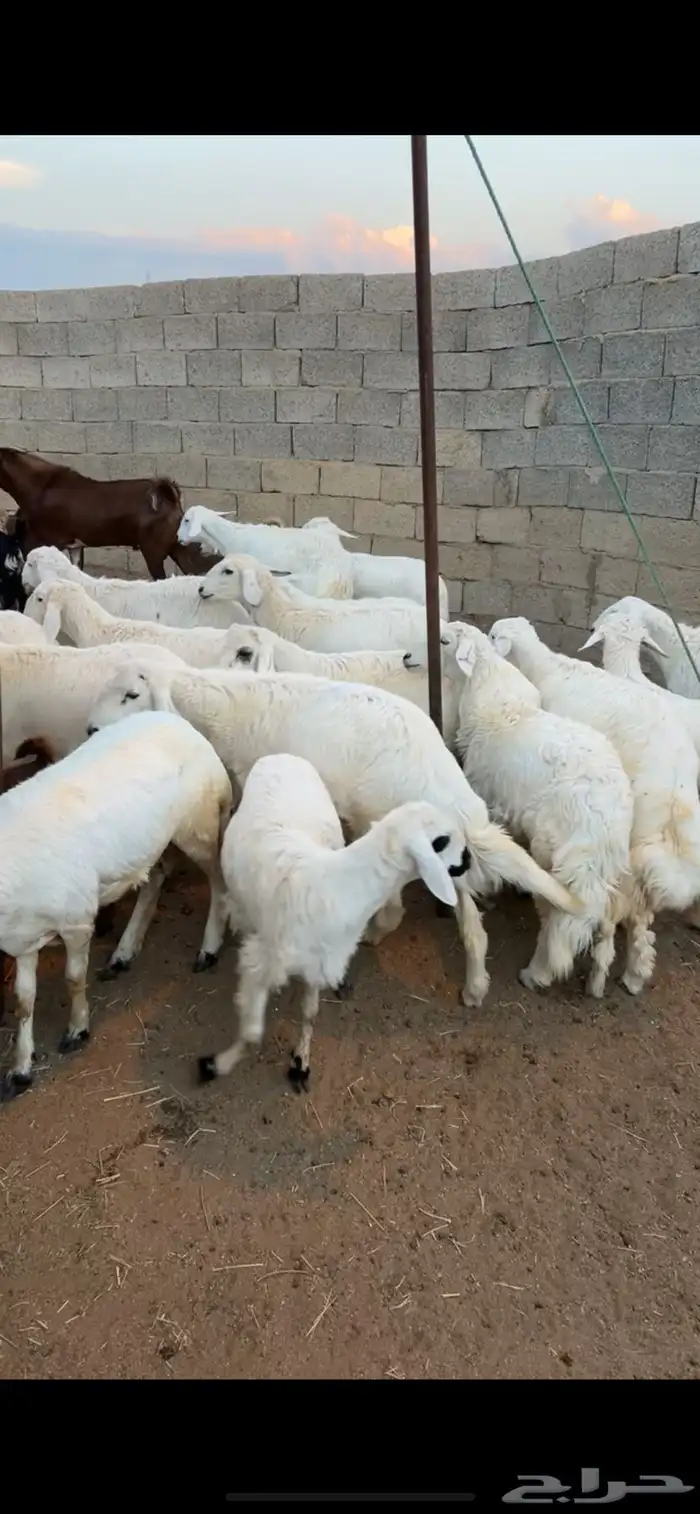 رخال وخرفان 1