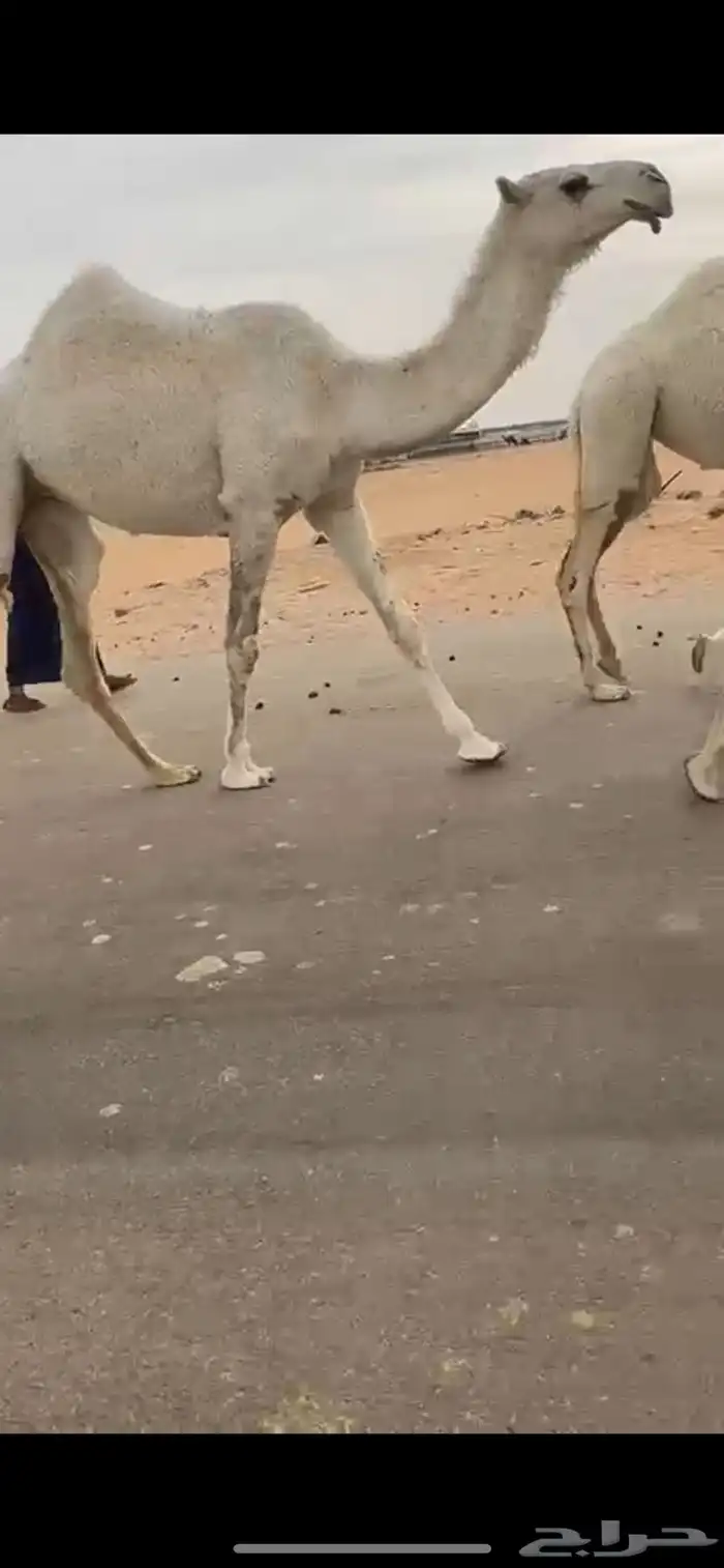 بكار حقايق رمانيات كفوو ونضاف 2