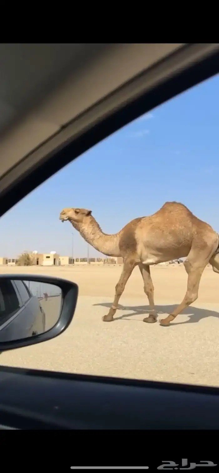 للبيع قعود اصفر ثني 0