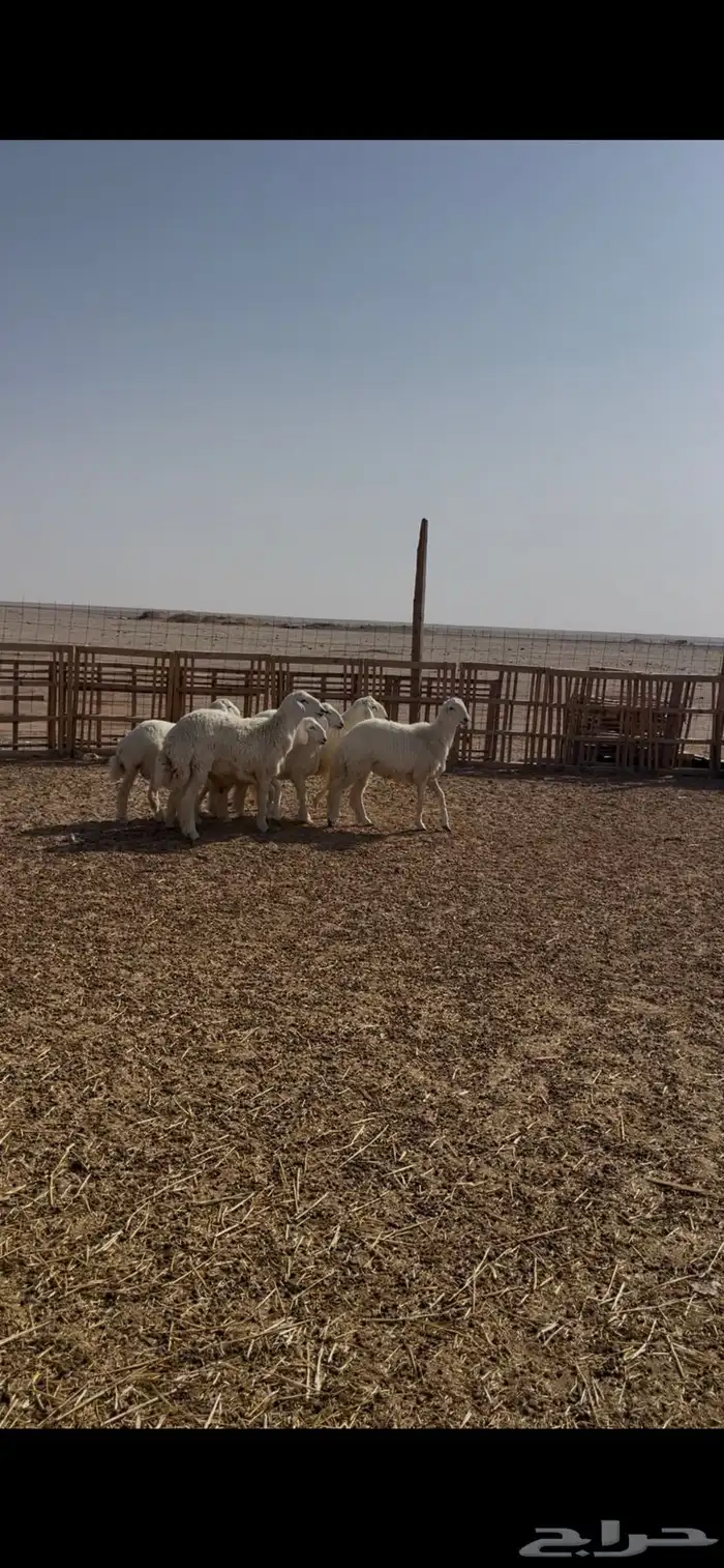 للبيع خرفان 5