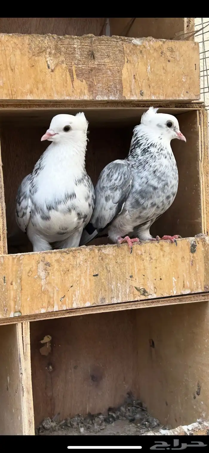 للبيع. 3اجواز . 0