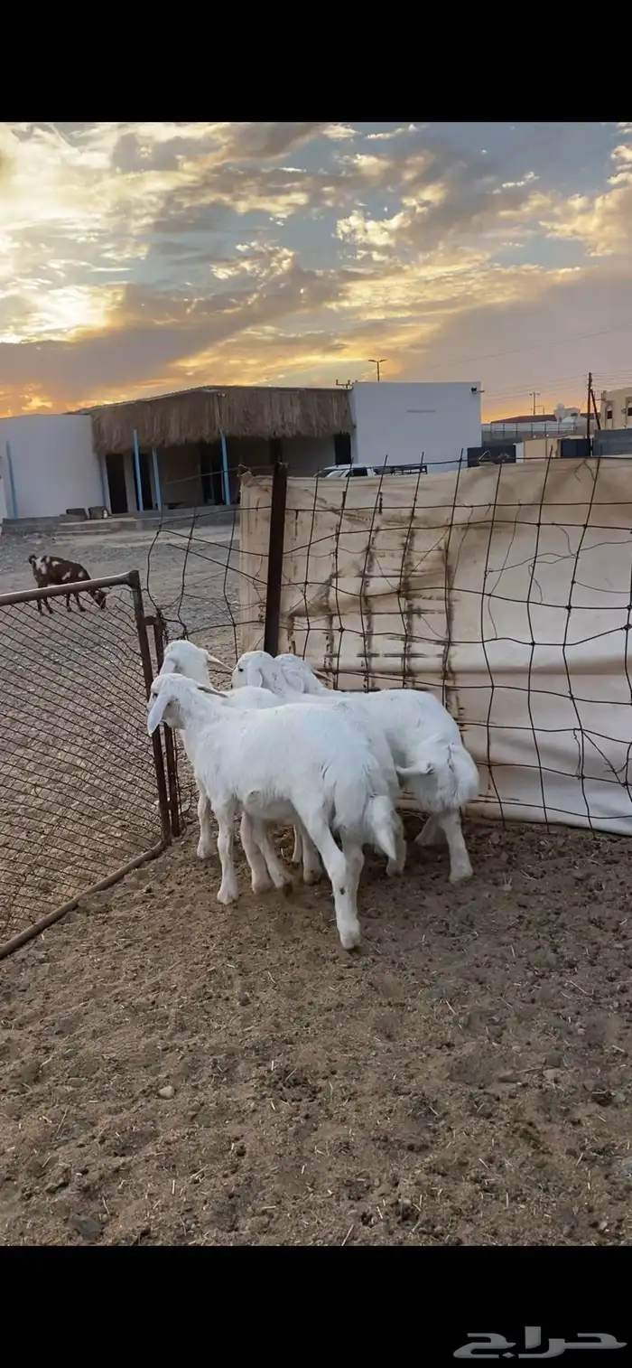 طليان ((تم البيع ) 4