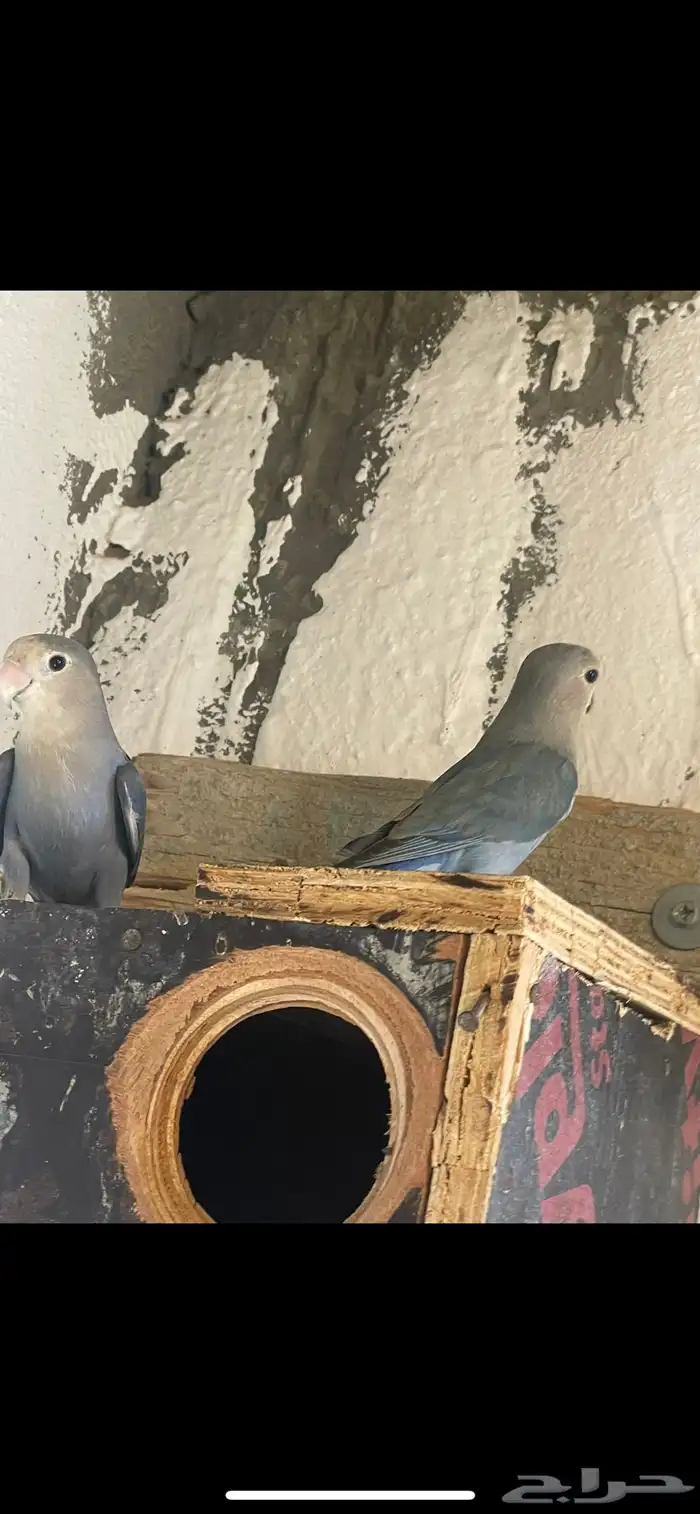 زوج روز منتج 1