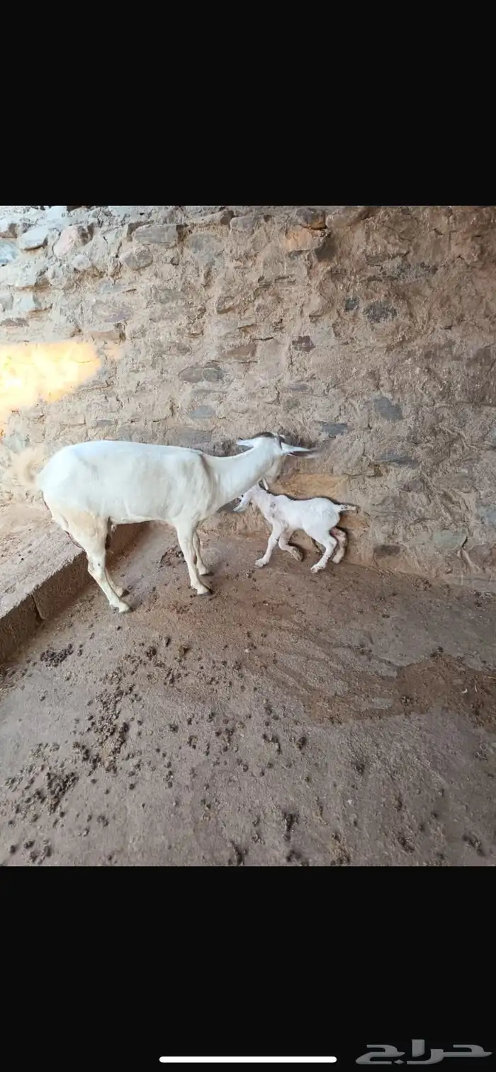 معزا بيشيات صنف الصنف 4