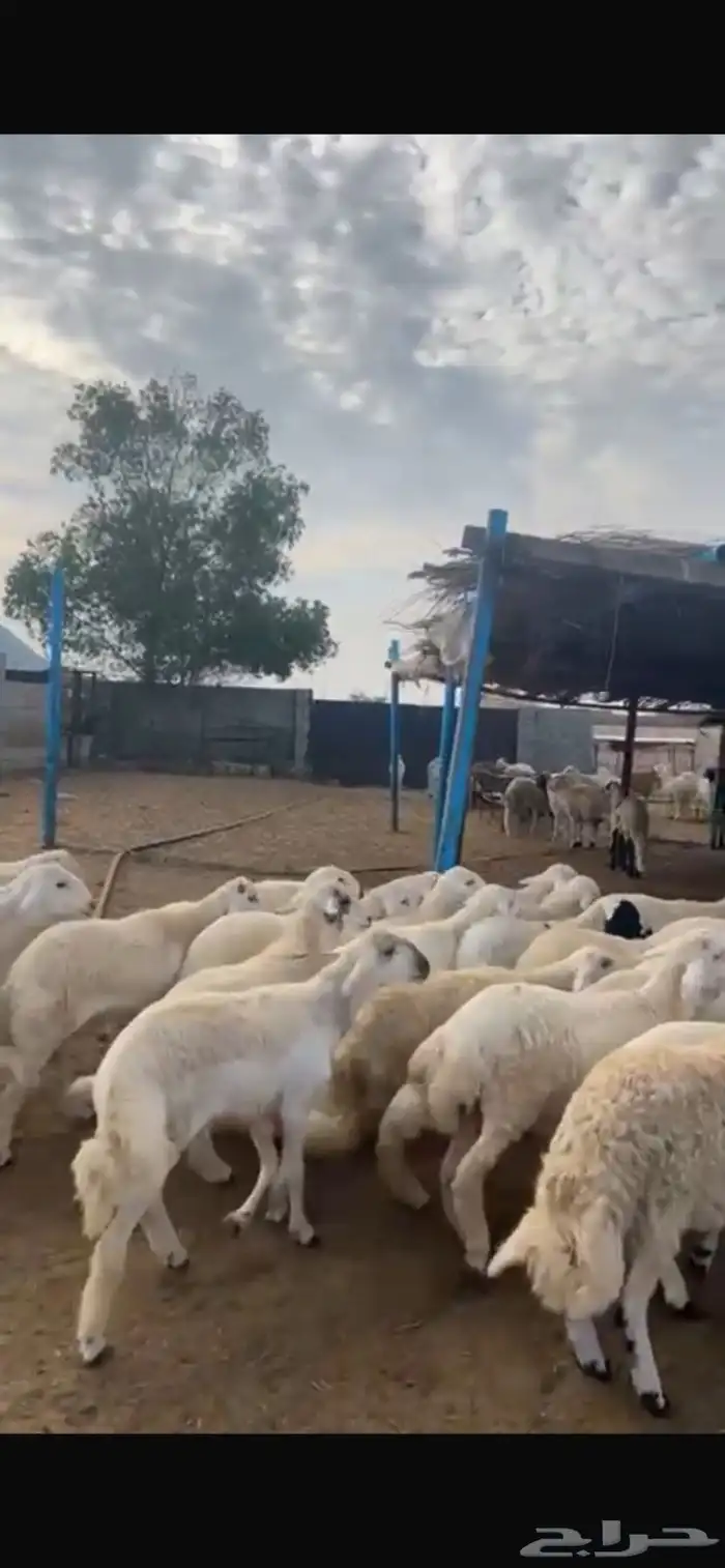 خرفان حريات طيبات 1