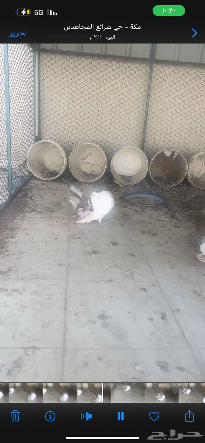 حمام رقاص للبيع 1