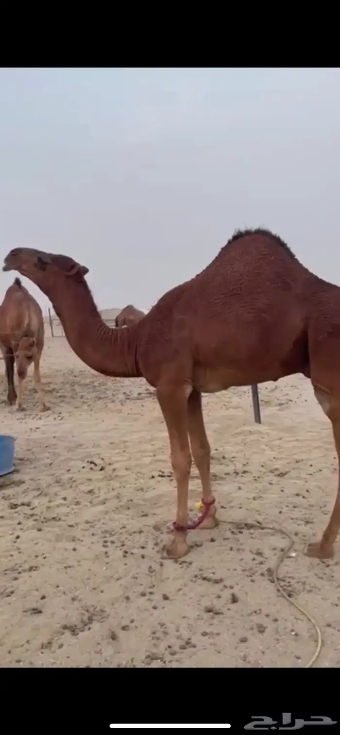 مشروع فحل ساحلي فاااخر 3