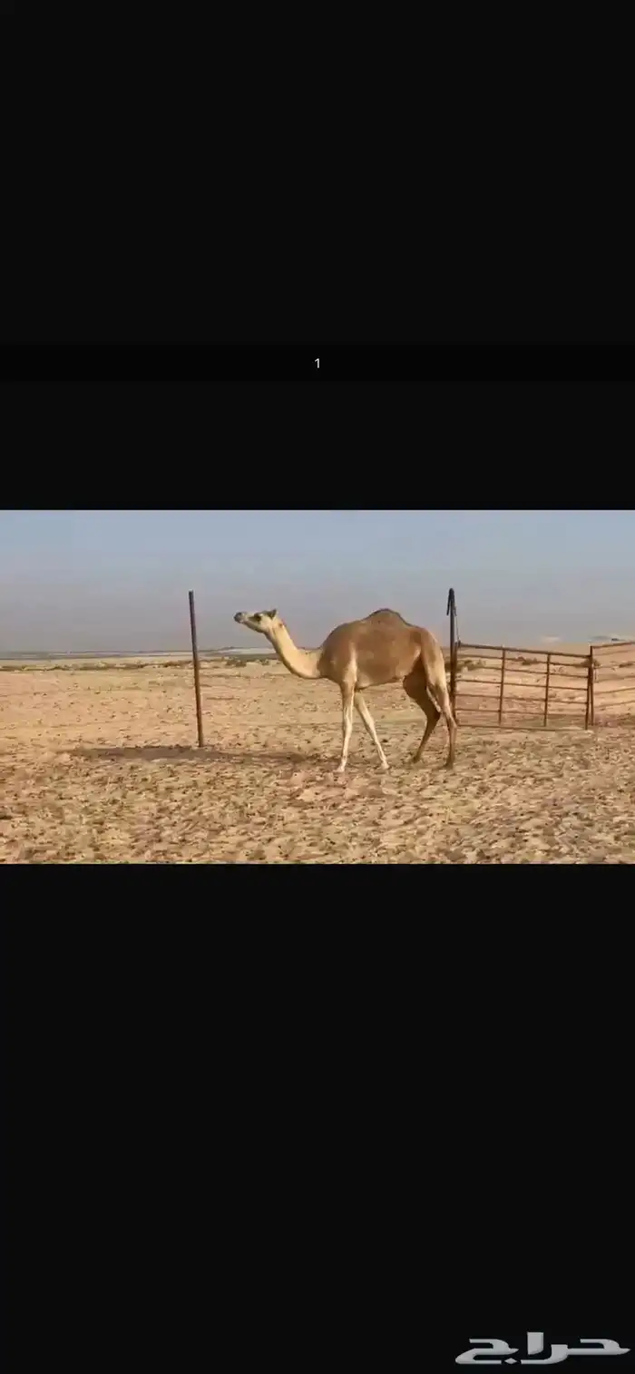 بكر مصعد مهجنه 0