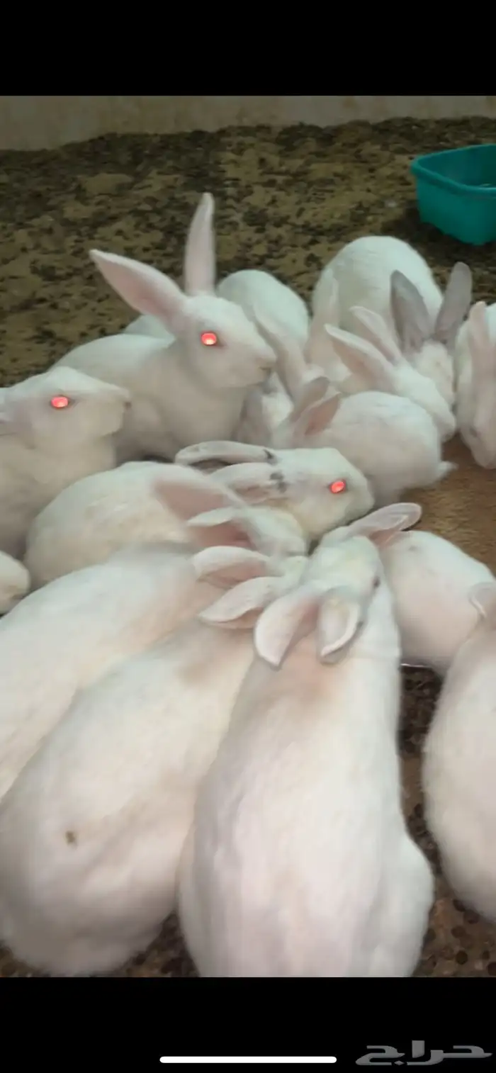 أرانب فرنسي للبيع 2
