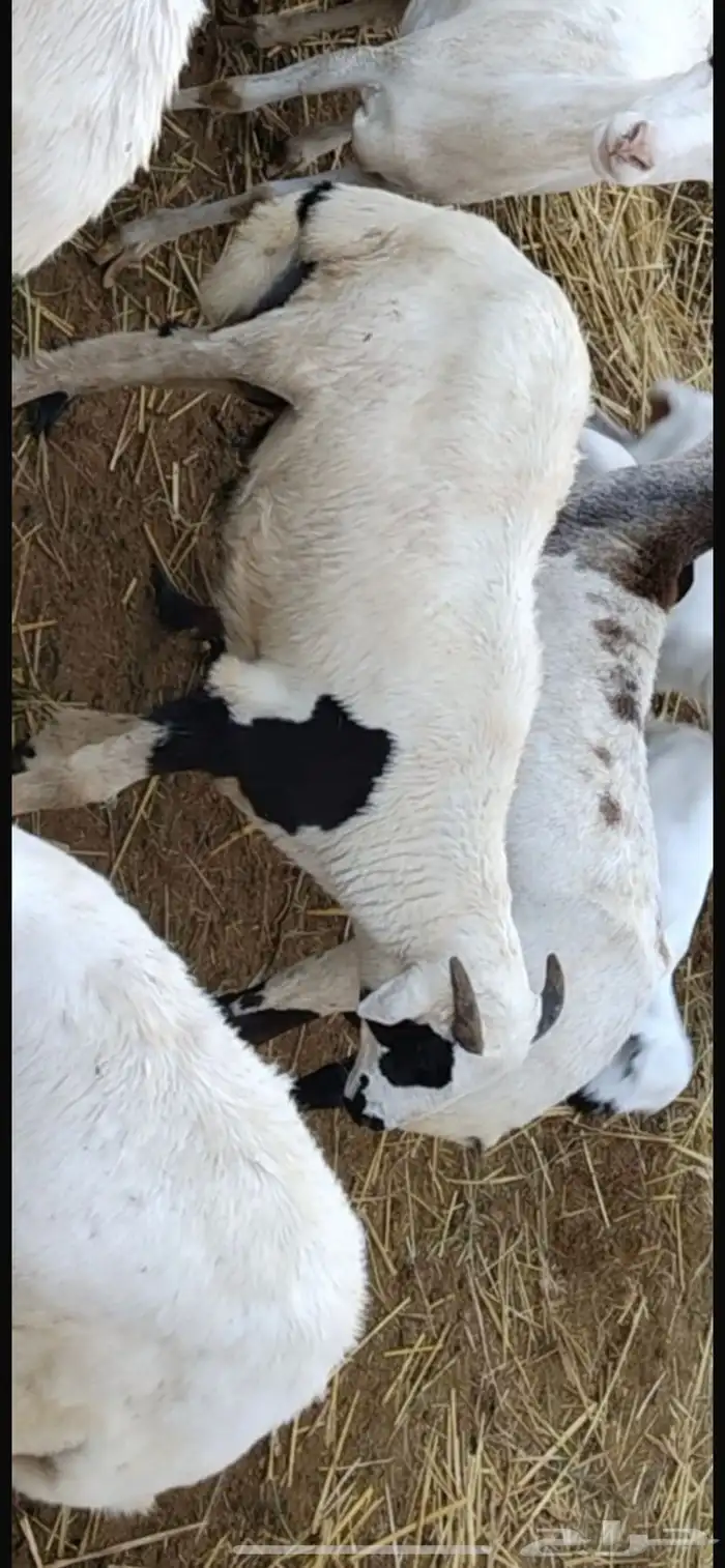 خروف للبيع 0