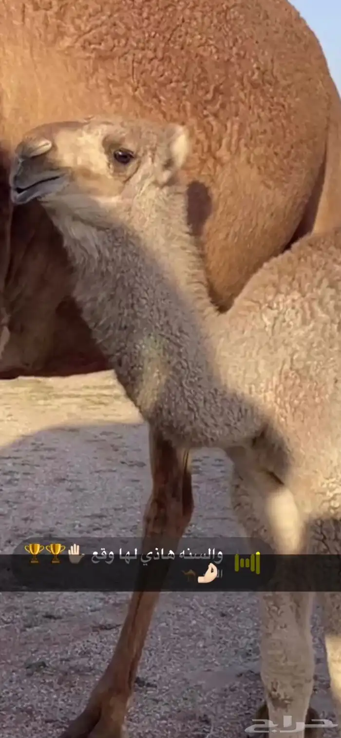 بعير تمامي 7