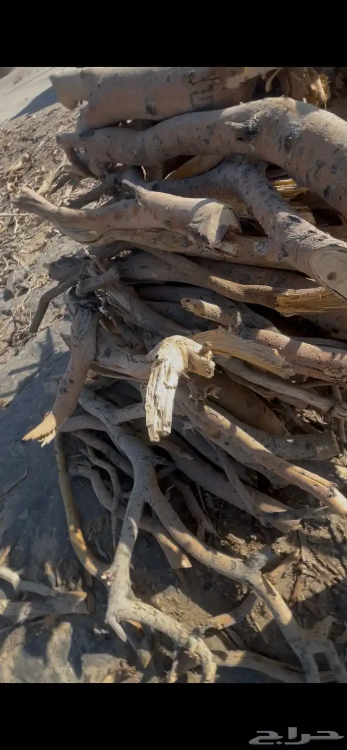 حطب سمر يابس 0