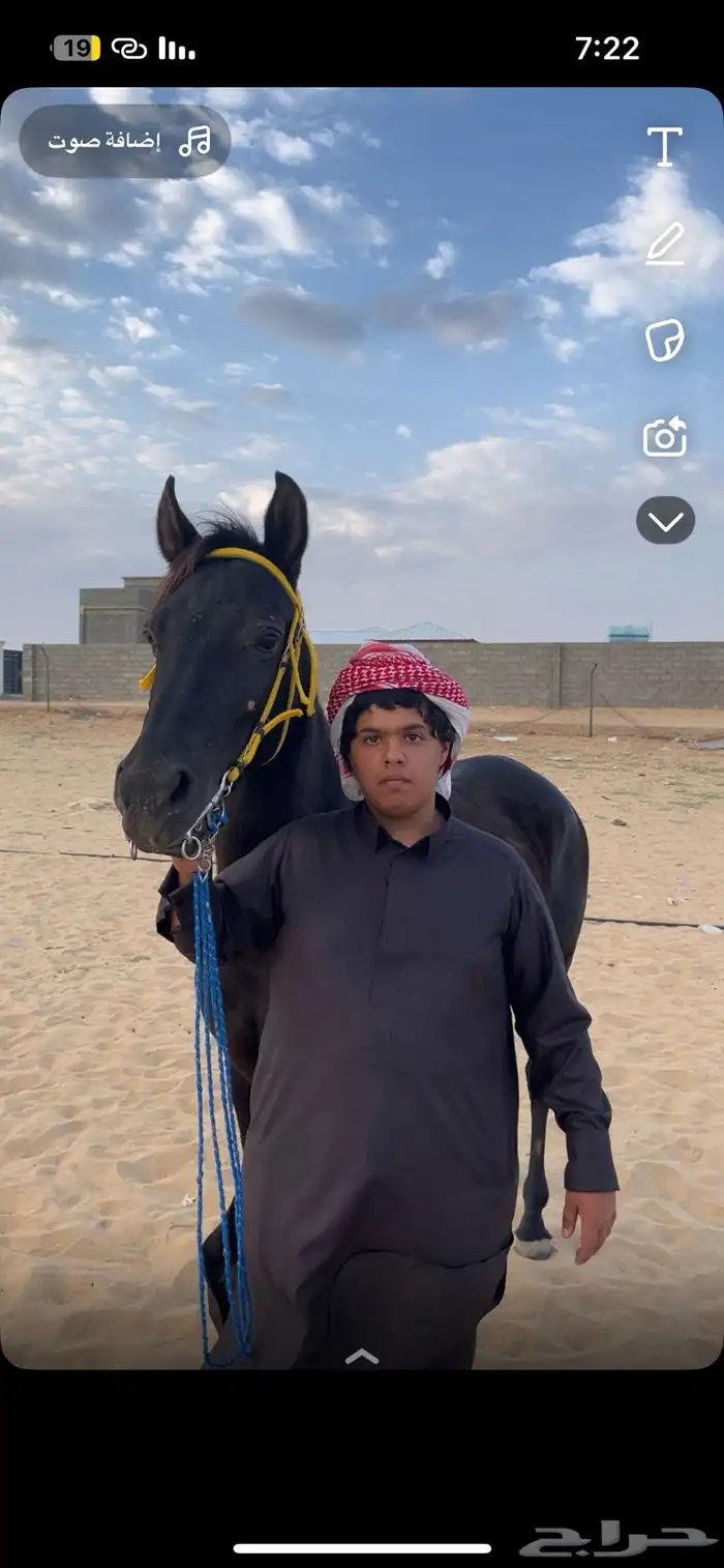 فرس  شعبية للبيع 12