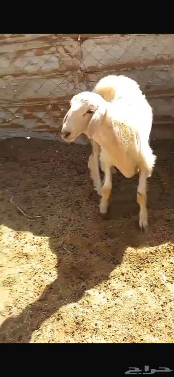 طلي الحرازات (( تم البيع )) 1