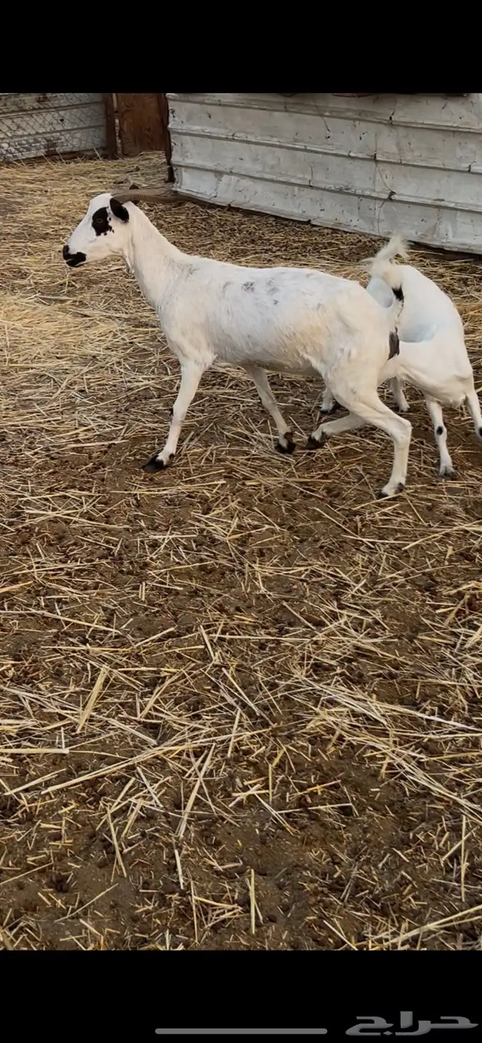 معزا متابيع ودفيع 6