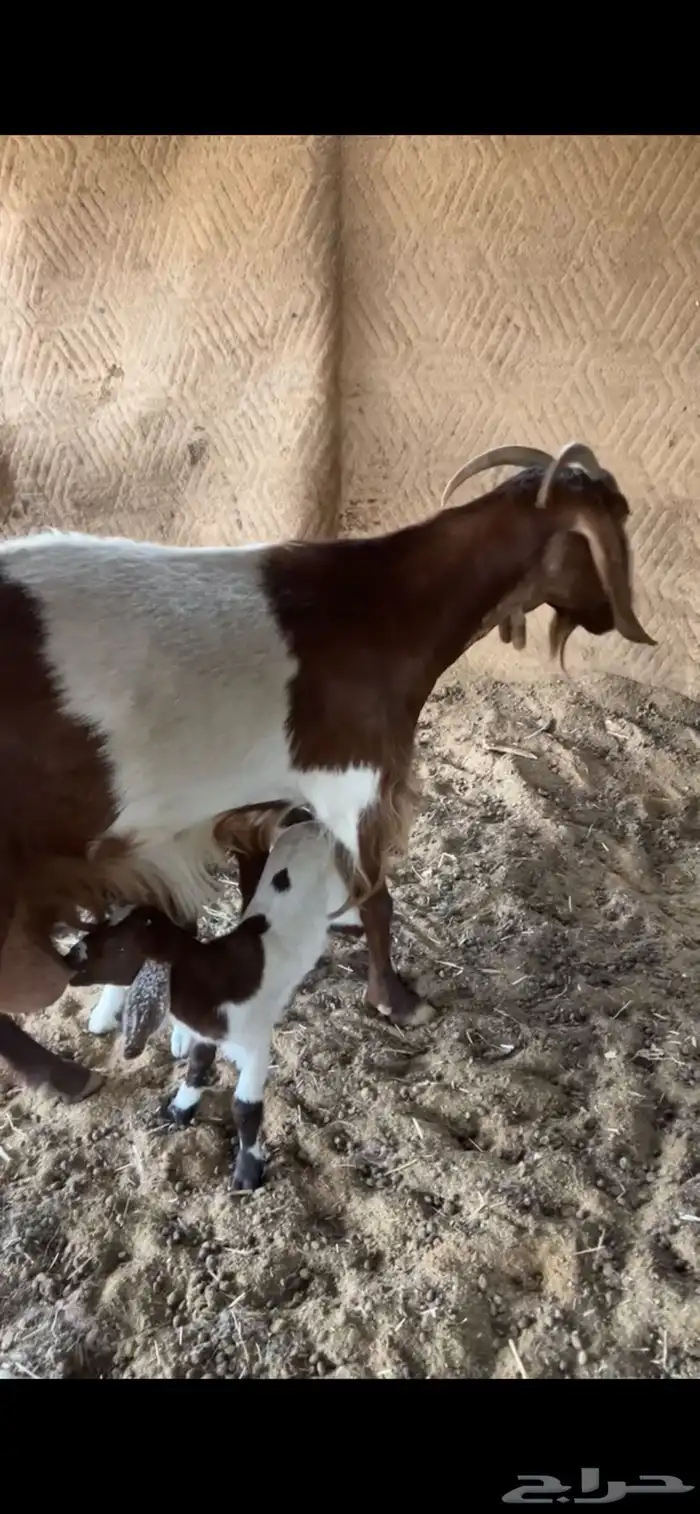 عنز خلفه طيبه 1