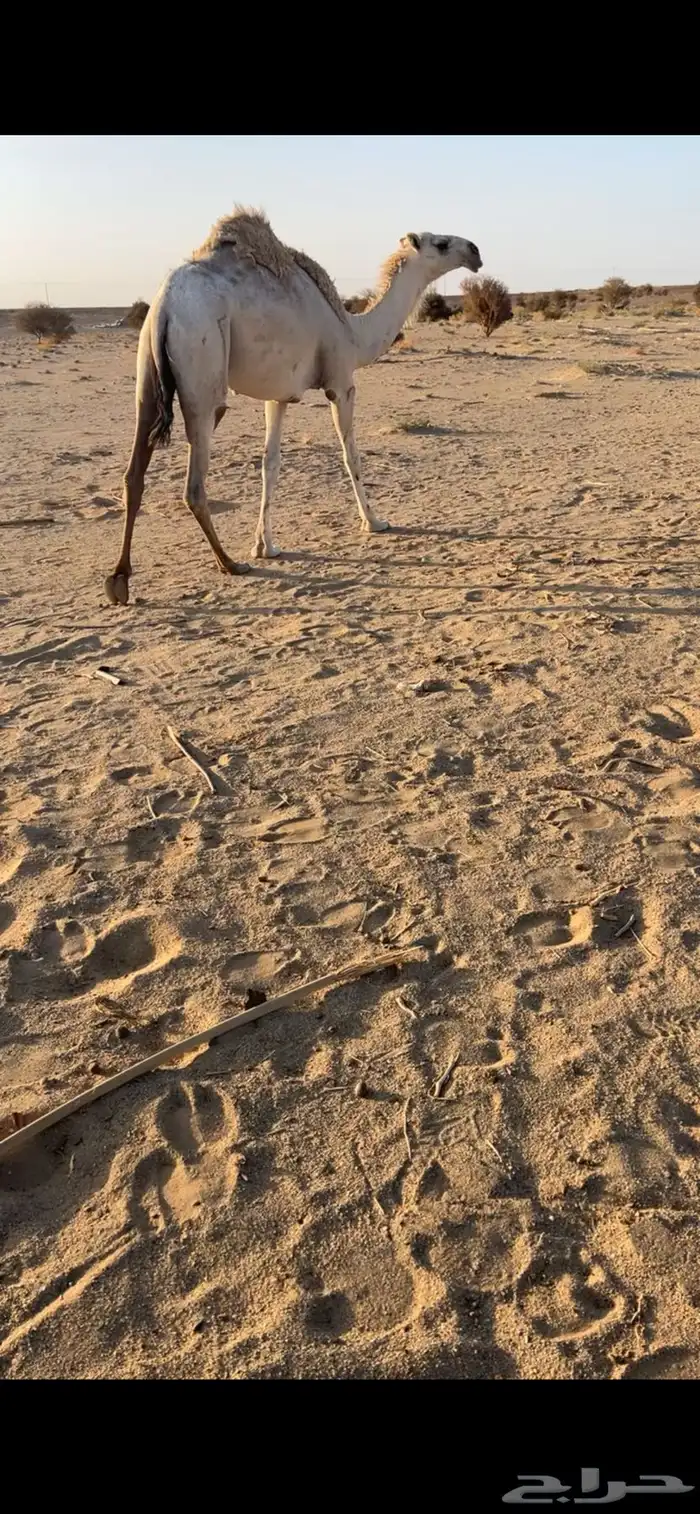 بكره حقه وضحى 2