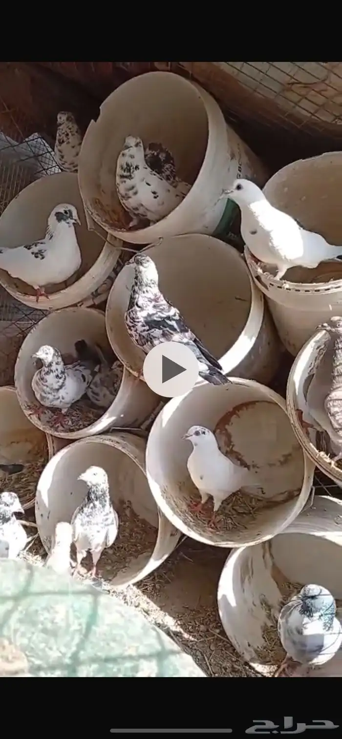 للبيع حمام هندي ونوع ماعرفه 1