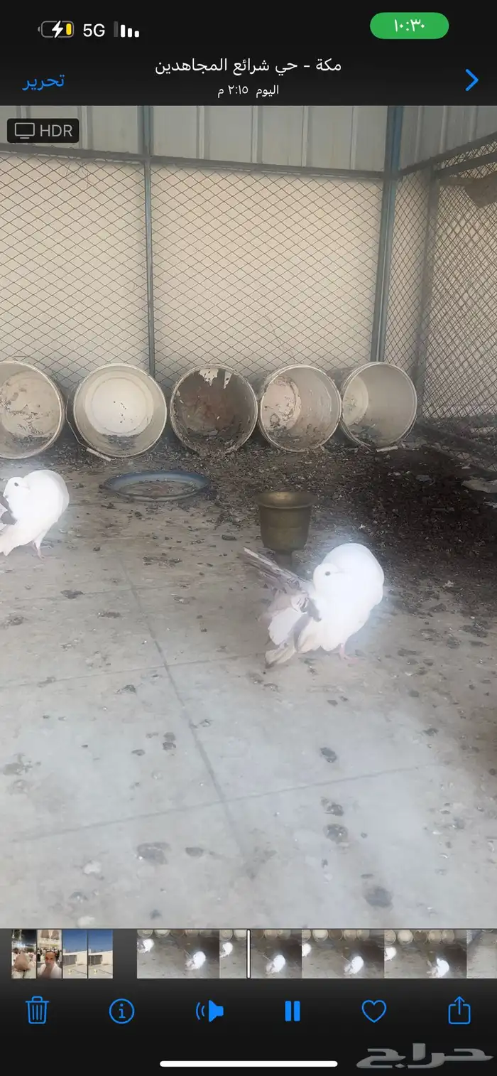 حمام رقاص للبيع 0