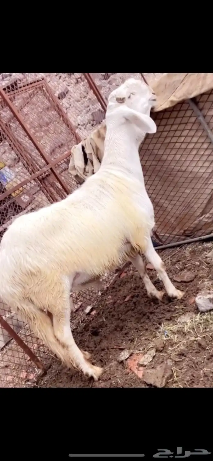 فحل صنف درماني الي يبي يهجن لايفوته راس وجرم على المسك 0