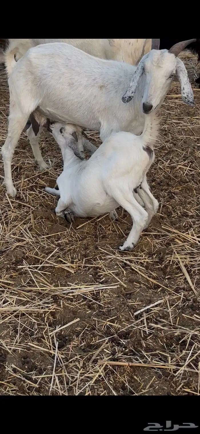 معزا متابيع ودفيع 7