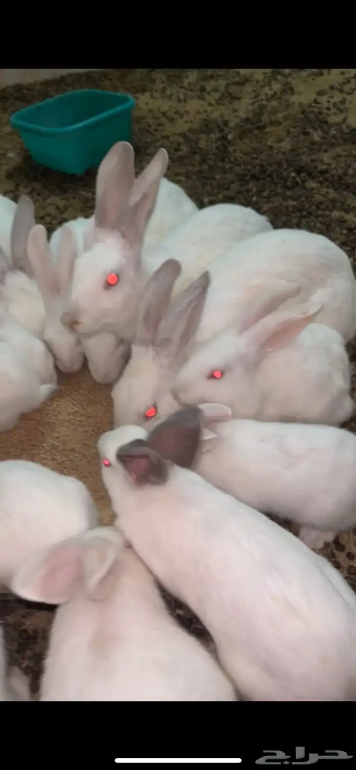 أرانب فرنسي للبيع 0