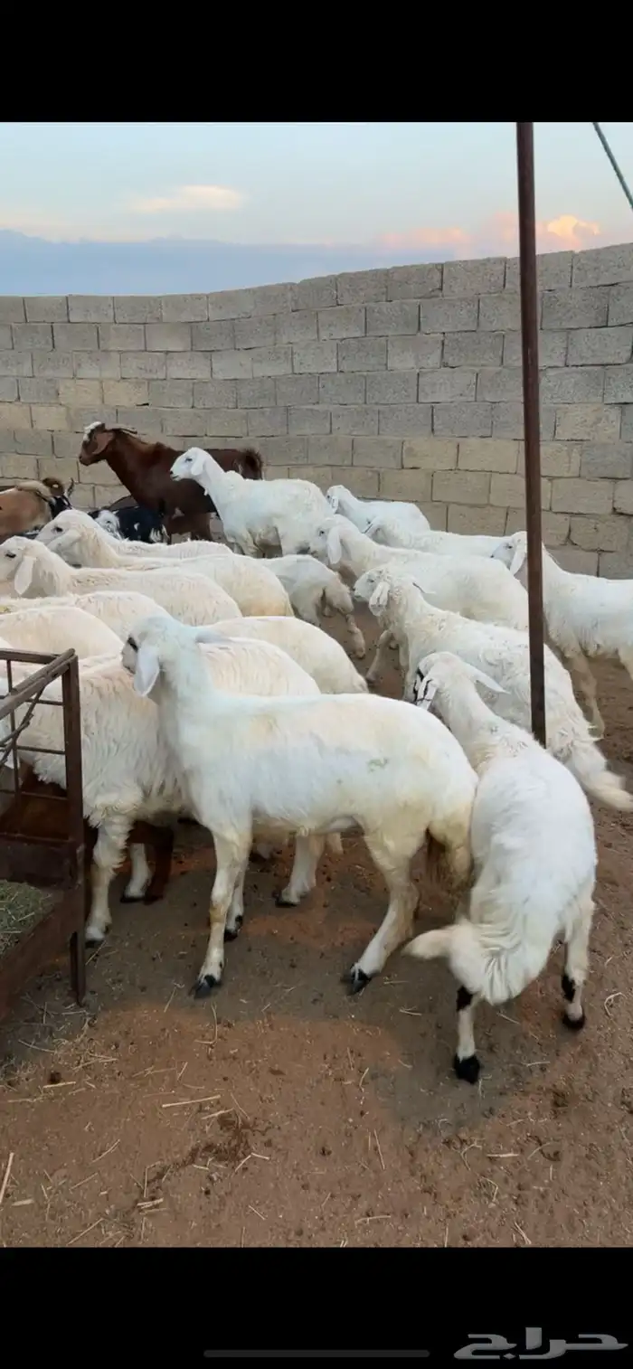 رخال وخرفان 0