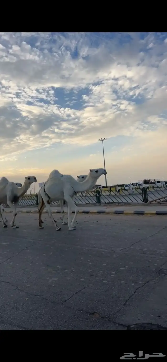 ضريبه كفو ثنيه دازه رباعيتها الموقع قدام بندر الجافل رقم شب 1