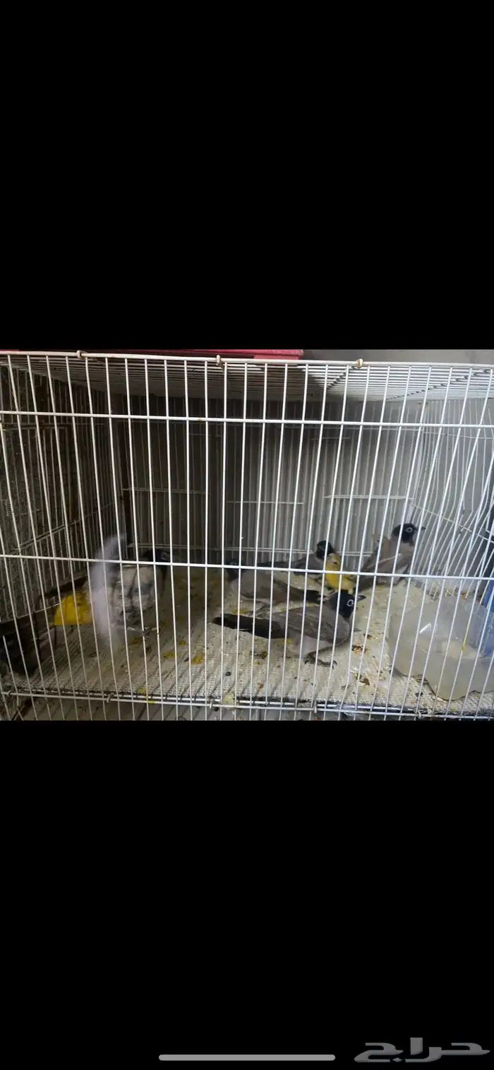 بلبل كعيت منتج ومغرد الزوج ب50 2