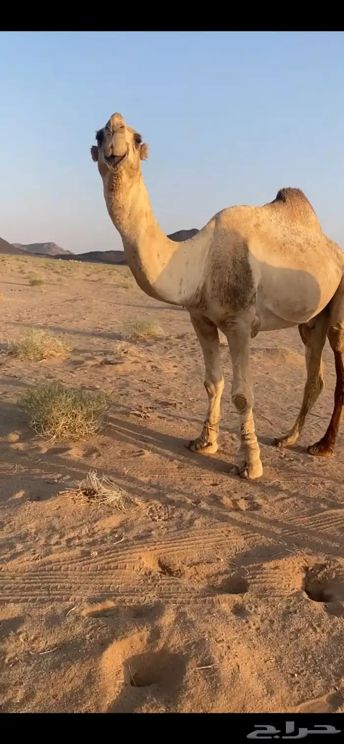 بعير تمامي 1