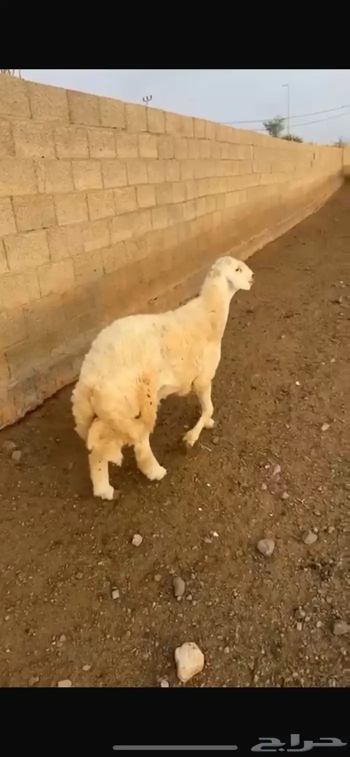 خروف حري صنف 3