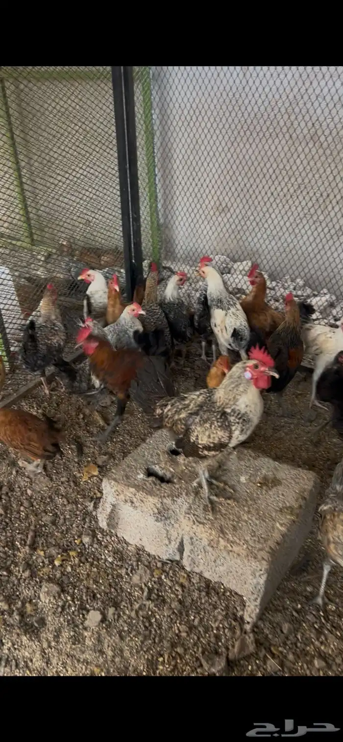 ديوك بلدي للبيع 0