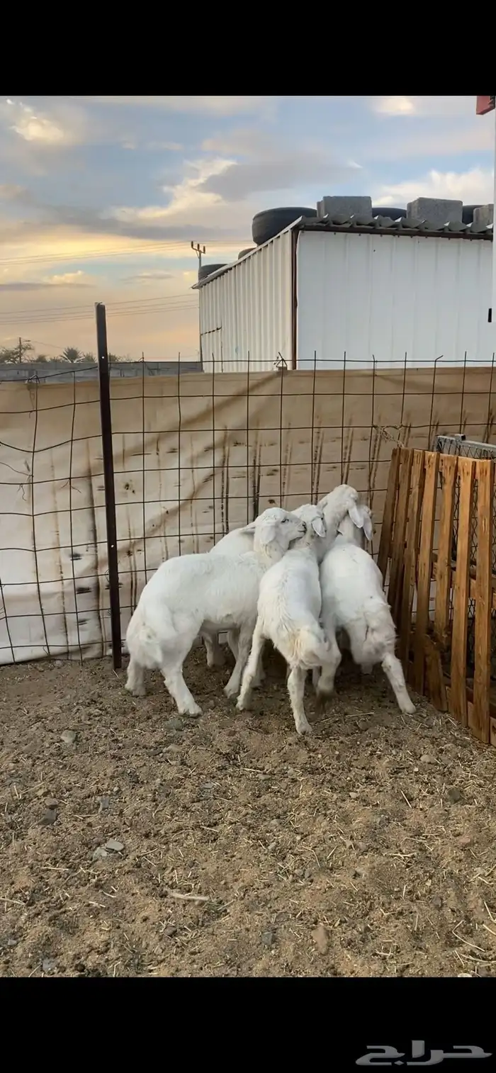 طليان ((تم البيع ) 1