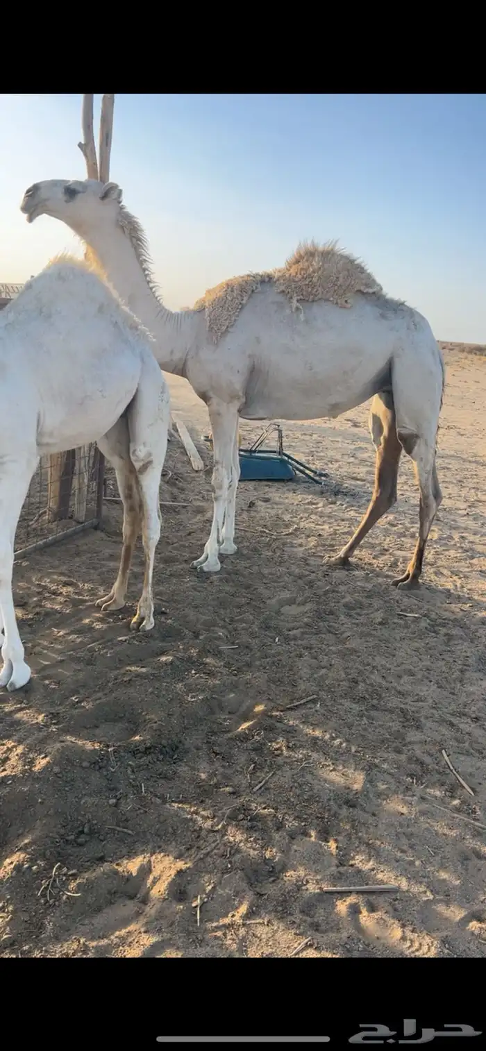 بكره حقه وضحى 0