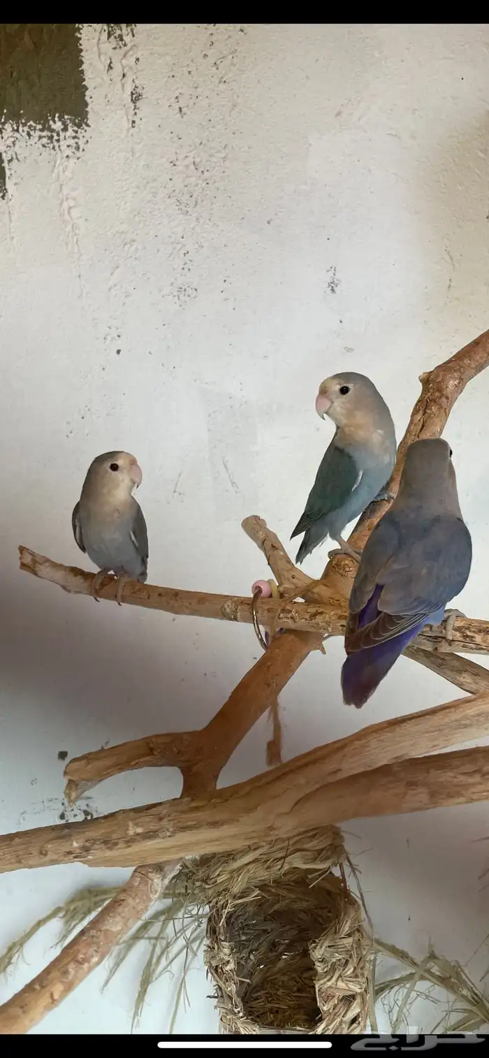 زوج روز منتج 0